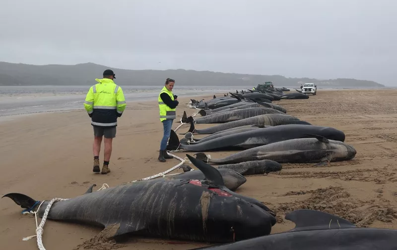 Tasmania state wildlife services personnel stand beside the carcasses of pilot whales, numbering nearly 200, after they were found beached the previous day on Macquarie Heads on the west coast of Tasmania, on September 23, 2022. Almost 200 whales have perished at an exposed, surf-swept beach on the rugged west coast of Tasmania, where Australian rescuers were only able to save a few dozen survivors on September 22. (Photo by Glenn NICHOLLS / AFP)