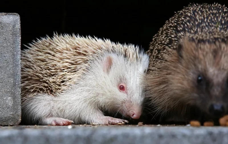 A baby albino hedgehog sits next to its mother in a garden in Binzwangen, southern Germany, on September 11, 2017. (Photo by Thomas Warnack / dpa / AFP) / Germany OUT