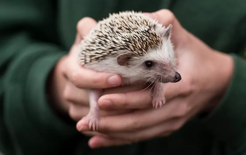 A woman handles a hedgehog on the first day of the Great Yorkshire Show near Harrogate in northern England on July 11, 2017. The agricultural show, which was first held in 1838, showcases all aspects of country life. Organised by the Yorkshire Agricultural Society (YAS), it is held each July and attracts around 130,000 visitors over the three days. (Photo by Oli SCARFF / AFP)