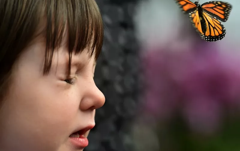 A Large Tiger butterfly flies from the nose of a child during a photocall in the Natural History Museum's 'Sensational Butterflies' outdoor butterfly house in London on March 31, 2015. AFP PHOTO / BEN STANSALL