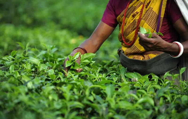 Indian tea garden workers pluck tea leaves in the Dagapur tea garden on the outskirts of Siliguri on June 1, 2011. Darjeeling tea, a black tea globally known for its flavour and high quality, is becoming popular in China, which is a predominantly green tea market. India's economic growth slowed to 7.8 percent in its fiscal final quarter as an aggressive series of interest rate hikes hit activity, according to official data. AFP PHOTO/Diptendu DUTTA (Photo by DIPTENDU DUTTA / AFP)
