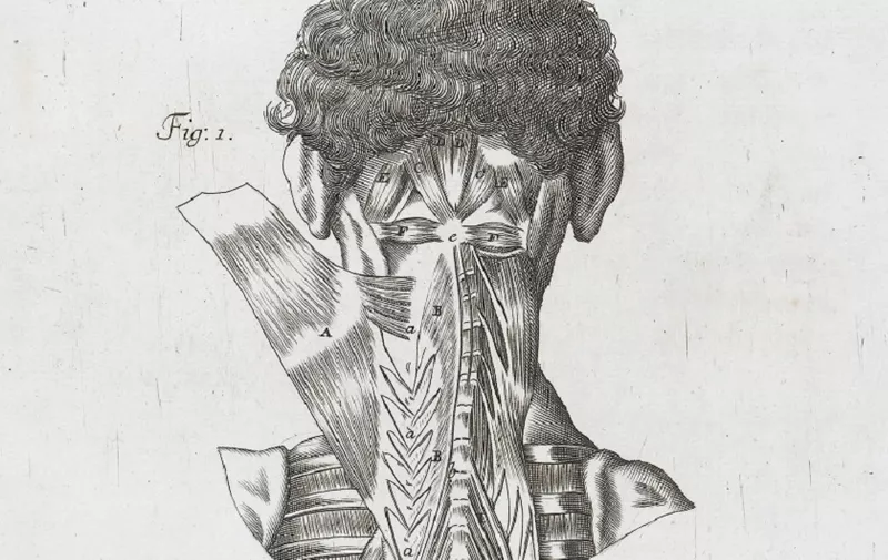 L0046747 Anatomical illustrations showing muscles of the neck
Credit: Wellcome Library, London. Wellcome Images
images@wellcome.ac.uk
http://wellcomeimages.org
Anatomical illustrations showing the muscles of the back of the neck
1681 A compleat treatise of the muscles :
John Browne
Published: 1681.

Copyrighted work available under Creative Commons Attribution only licence CC BY 4.0 http://creativecommons.org/licenses/by/4.0/