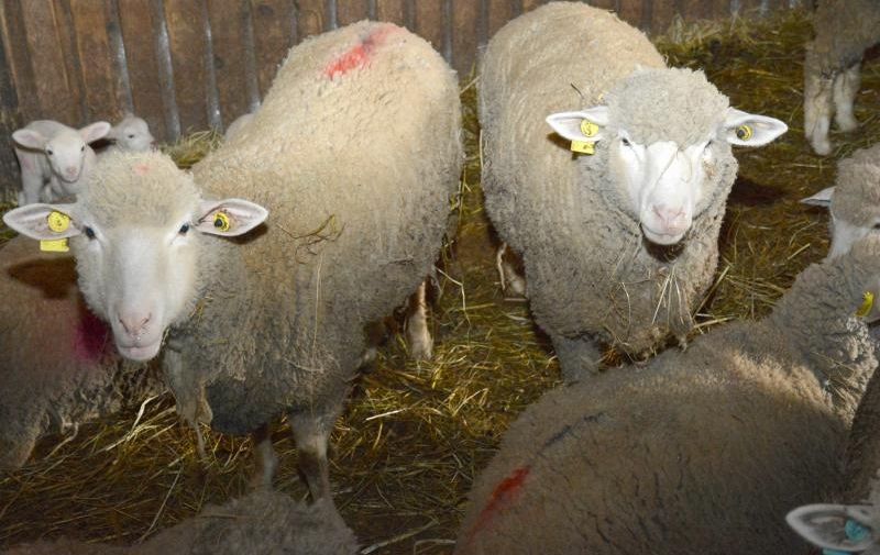 05.05.2016., Ferdinandovac - OPG Laklija, na kojem se uzgajaju ovce za tursko trziste, obisao je Cem Ustundag, turski investitor koji ulaze u ovcarstvo i izvoz u Tursku. 
Photo: Damir Spehar/PIXSELL