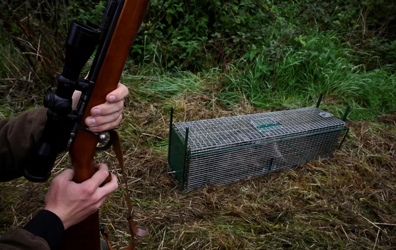 EDITORS NOTE: Graphic content / Belgian hunter Simon Taviet holds his hunting rifle next to a raccoon trapped in a cage near the village of Chapois in the province of Namur on September 1, 2023. (Photo by JOHN THYS / AFP)