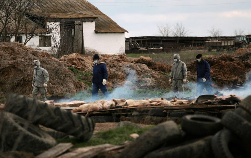 Men destroy pig livestock that has been infected with African swine fever in the village of Romanovka on April 3, 2009. African swine fever is a highly contagious disease.                          AFP PHOTO / STR (Photo by STR / AFP)