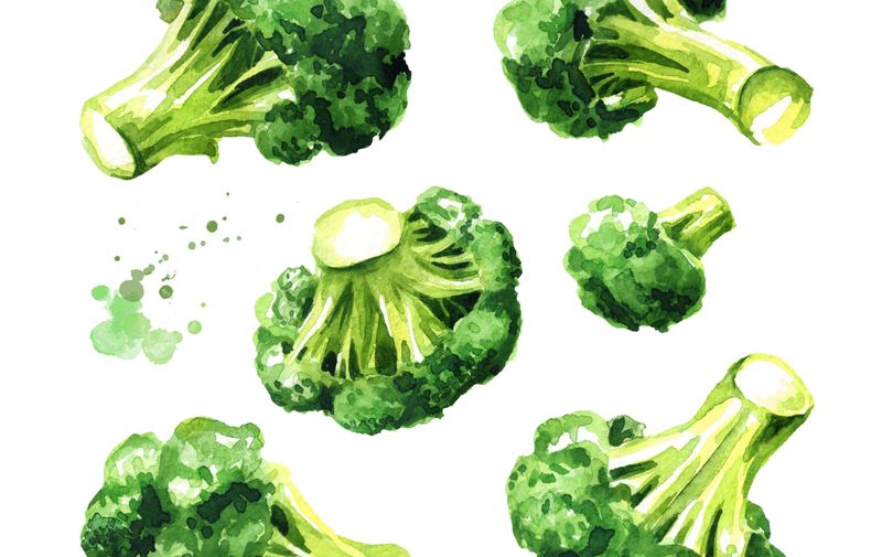 Fresh broccoli blocks for cooking set. Hand drawn watercolor illustration, isolated on white background