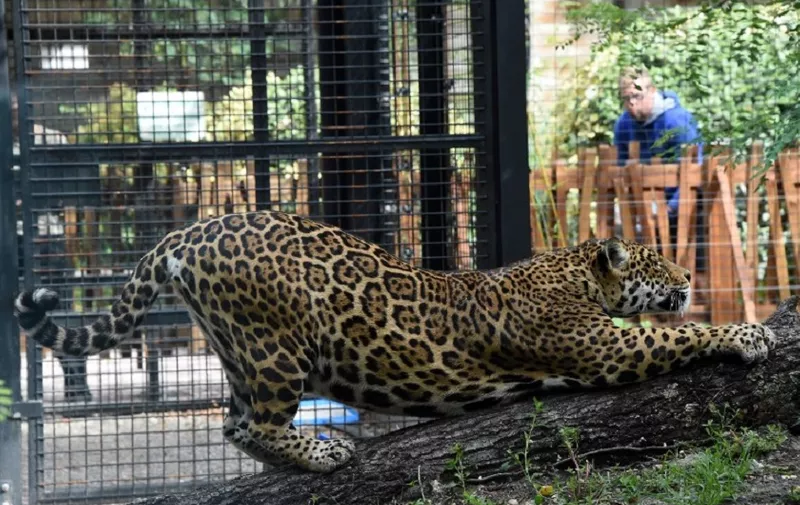 A jaguar (Panthera onca) stretches in its enclosure at Pessac Zoo on the outskirts of Bordeaux on July 20, 2017. 
Two jaguars - 'Catalina' and 'Mato' two and one years old respectively - are on display at the zoo on the outskirts of Bordeaux for the first time in Europe and have an enclosure which includes a pool of some 100 cubic metres where members of the public can observe their predatory aquatic abilities.  / AFP PHOTO / MEHDI FEDOUACH