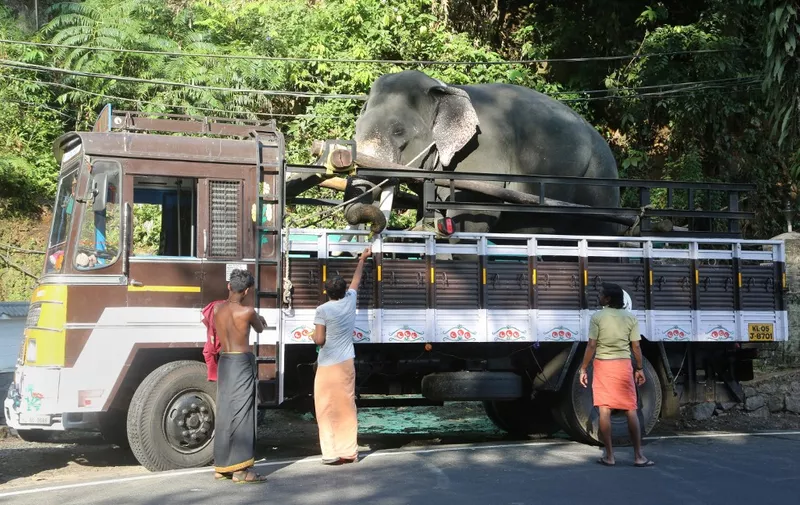 Men stop by the roadside to feed an elephant being transported by truck in Peerumade, Idukki, Kerala, India. (Photo by Creative Touch Imaging Ltd./NurPhoto) (Photo by Creative Touch Imaging Ltd / NurPhoto / NurPhoto via AFP)