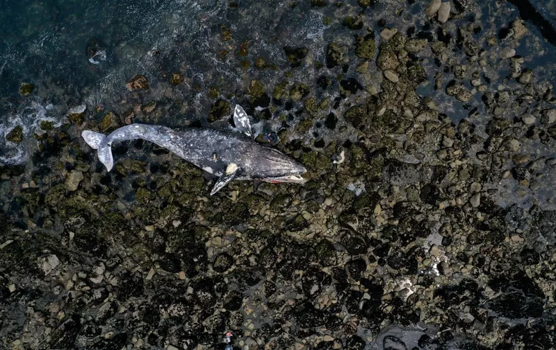 PACIFICA, CALIFORNIA - MAY 14: An aerial view shows a dead gray whale sitting on the beach near Pacifica State Beach on May 14, 2019 in Pacifica, California. A tenth gray whale since March has washed up dead on shore in the San Francisco Bay Area. Necropsies performed on 8 of the ten whales have determined that 4 of the whales died of malnutrition and 4 were killed by ship strikes.   Justin Sullivan/Getty Images/AFP