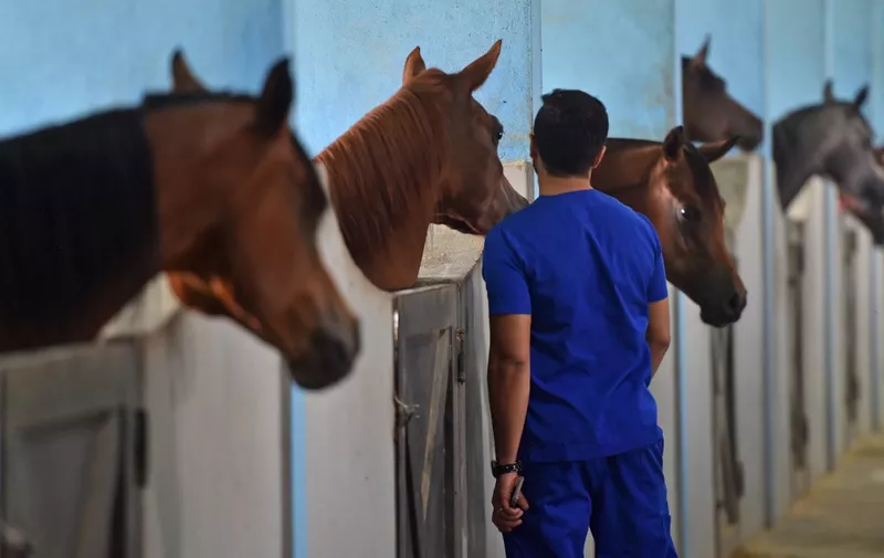 A veterinarian checks horses in a private stable in Al-Ahsa governorate, the largest in Saudi Arabia's eastern province, on September 26, 2020. (Photo by FAYEZ NURELDINE / AFP)