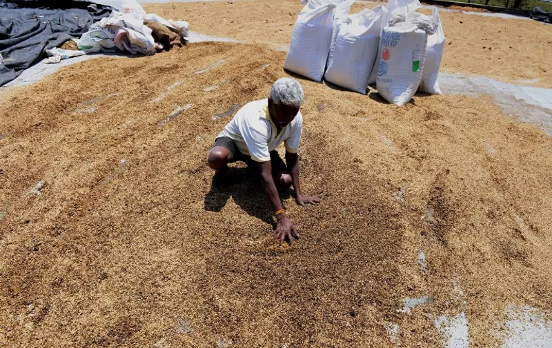 An Indian farmer dries unpolished wet rice following unseasonal overnight rains in Thoopran Mandal in Medak District, some 55 kms from Hyderabad on April 13, 2015. Three people were killed as heavy rains caused widespread damage to standing crops in several parts of the southern Indian state of Telangana. AFP PHOTO / Noah SEELAM
