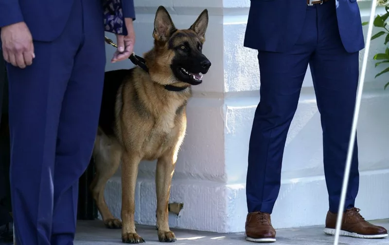 Biden's family dog Commander watches as U.S. President Joe Biden departs from the White House in Washington to attend G7 summit in Germany, on June 25, 2022. Photo by Yuri Gripas/ABACAPRESS.COM Credit: Yuri Gripas / Pool via CNP (Photo by YURI GRIPAS / Consolidated News Photos / dpa Picture-Alliance via AFP)
