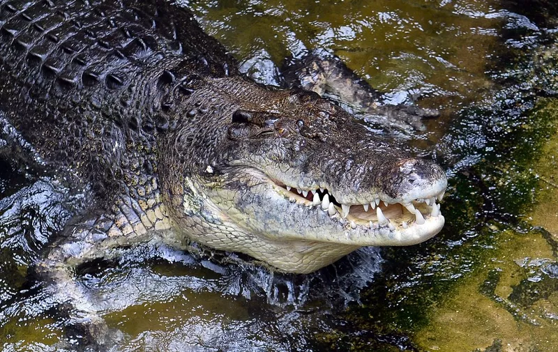 A 700 kilogram saltwater crocodile, Rex, eats a rabbit at Wildlife Sydney Zoo in Sydney March 3, 2014.  The event was organised for one of the world's largest crocodiles make his pick between rabbit and rooster meat to predict the outcome of the first National Rugby League match of the sesssion between the Rabbitohs and Roosters.  AFP PHOTO / Saeed KHAN (Photo by SAEED KHAN / AFP)