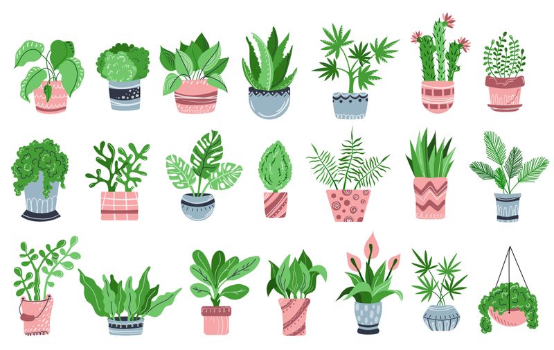 Large set of home plants or flowers in pots, home garden or greenhouse, collection of isolated elements on white. Flat style, Scandinavian. Vector illustration
