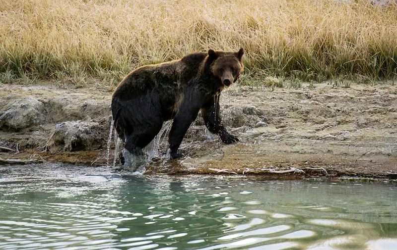 A female Grizzly bear exits Pelican Creek October 8, 2012 in the Yellowstone National Park in Wyoming.Yellowstone National Park is America's first national park. It was established in 1872. Yellowstone extends through Wyoming, Montana, and Idaho.  The park's name is derived from the Yellowstone River, which runs through the park.  AFP PHOTO/Karen BLEIER (Photo by KAREN BLEIER / AFP)