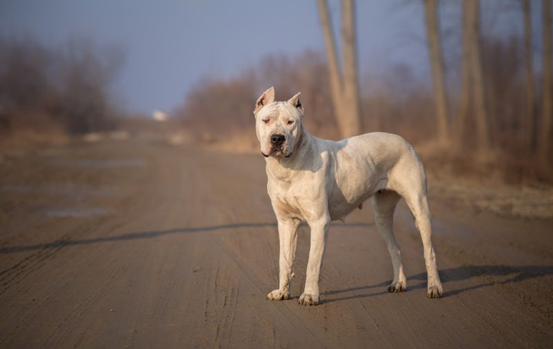 Dirty Dogo Argentino in Nature, Image: 381523478, License: Royalty-free, Restrictions: , Model Release: yes, Credit line: Profimedia, Depositphotos Inc.