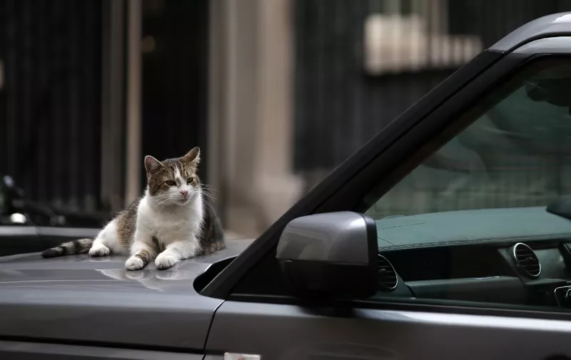 Larry the cat sits on the hood of a Land Rover parked outside 10 Downing Street, the official residence of Britain's Prime Minister Theresa May, in central London on July 4, 2017. (Photo by Daniel LEAL-OLIVAS / AFP)