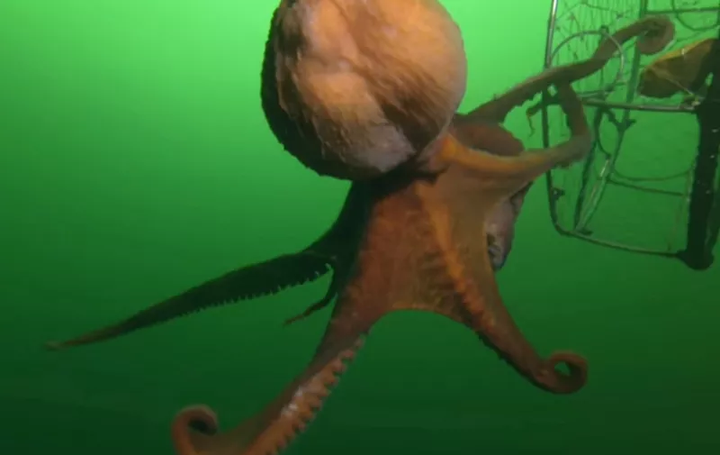 Hobotnica BBC Earth 