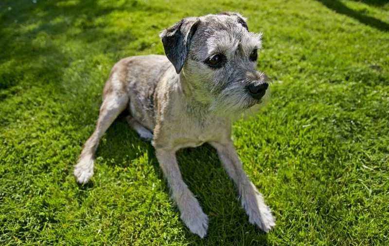 10 year-old Border Terrier dog, Jess, sitting in the sunshine in a country garden, England (Photo by TIM GRAHAM / Robert Harding Heritage / robertharding via AFP)