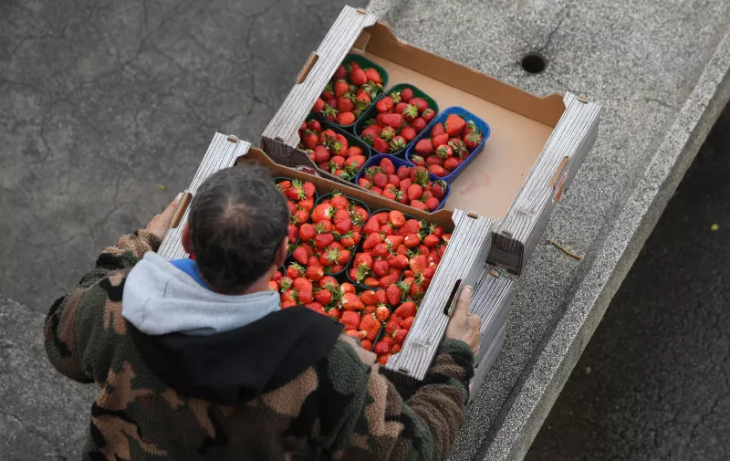 15.04.2023., Sibenik - Zapocela je prodaja vrgorackih jagoda na sibenskoj trznici. Cijena kilograma je 7 eura. Photo: Hrvoje Jelavic/PIXSELL