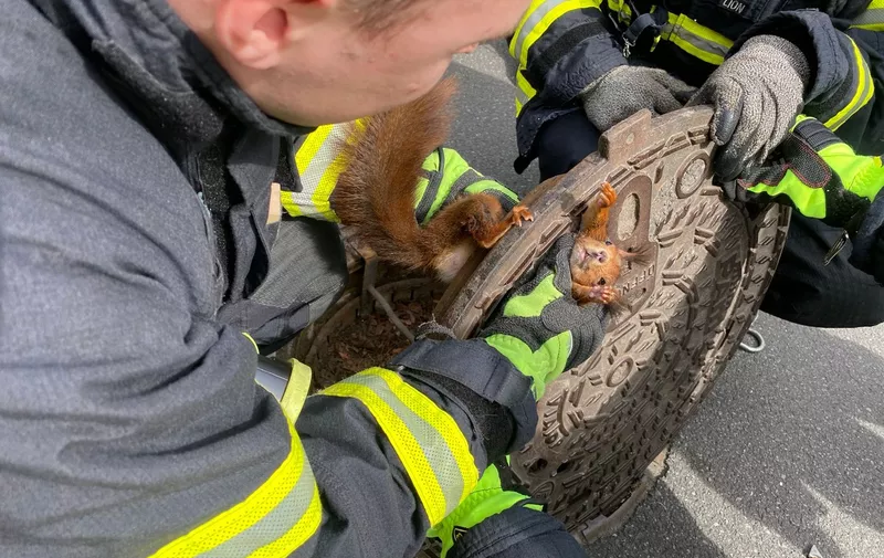 Feuerwehrmänner haben den Gullydeckel angehoben und befreien das Eichhörnchen