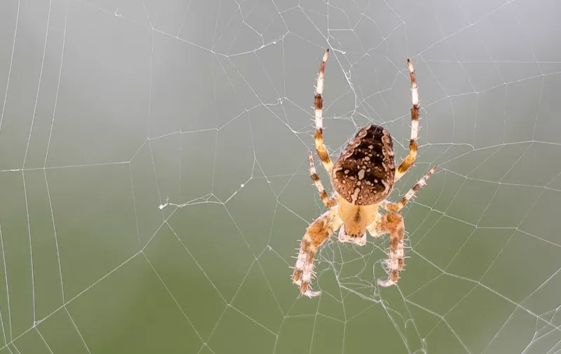 A European garden spider (Araneus diadematus) is pictured while spinning its web on September 13, 2016 in Lille. / AFP PHOTO / DENIS CHARLET