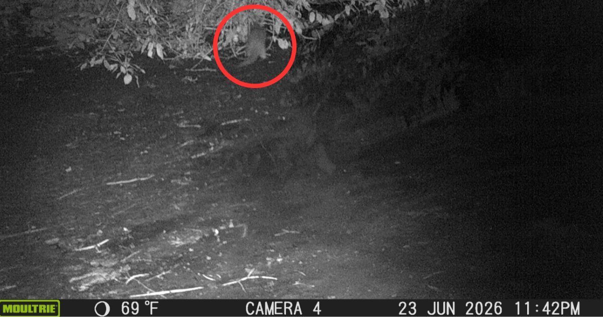 Njujorška rijeka Bronx se oporavlja, nakon sto godina vratila se vidra