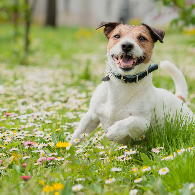 Cheerful Jack Russell Terrier running at camera