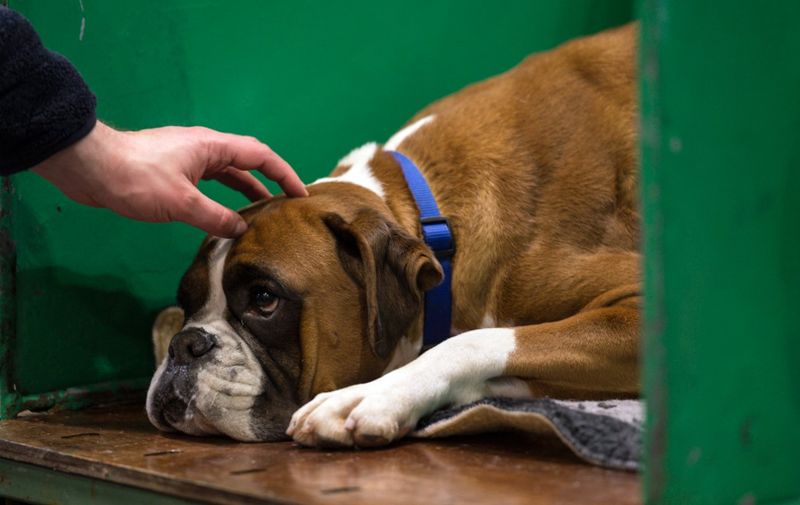 A Boxer dog rests in its pen on the third day of the Crufts dog show at the National Exhibition Centre in Birmingham, central England, on March 7, 2020. (Photo by OLI SCARFF / AFP)