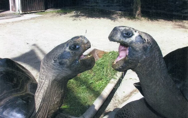 An undated handout picture released on June 13, 2012 by the Klagenfurt zoo shows Bibi et Poldi, two several hundred years old giant tortoises which have been living together for 36 years at the zoo in Klagenfurt, southern Austria. The zoo officials had to separate the two tortoises which can not stand each other any more, said today Elga Happ, warden.  AFP PHOTO / KLAGENFURT ZOO
RESTRICTED TO EDITORIAL USE -- MANDATORY CREDIT "AFP PHOTO / KLAGENFURT ZOO" -- NO MARKETING OR ADVERTISING CAMPAIGNS -- DISTRIBUTED AS A SERVICE TO CLIENTS (Photo by - / KLAGENFURT ZOO / AFP)