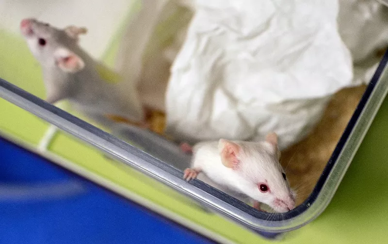 This picture taken on January 23, 2014 shows mice in a box at the Neurosciences rechearch Center CERMEP in Bron, near Lyon.  AFP PHOTO / PHILIPPE MERLE (Photo by PHILIPPE MERLE / AFP)