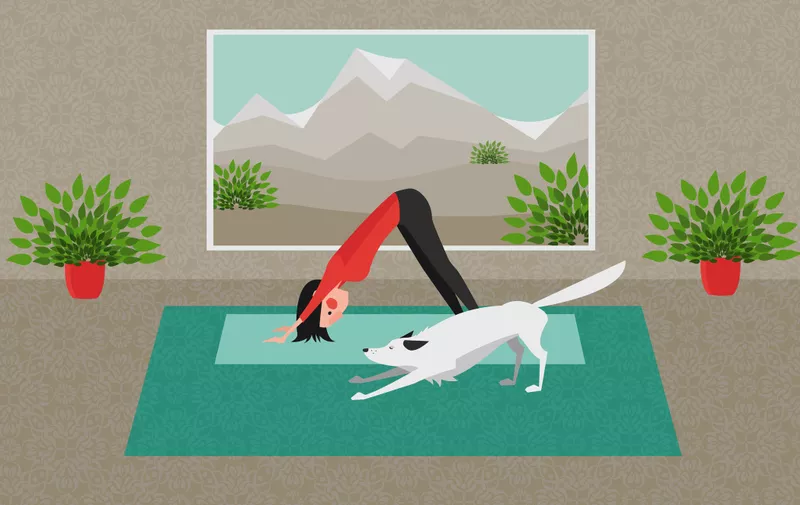 The Young Woman Practicing Yoga. The White Dog Stretching Itself in the Same Position. Downward Facing Dog Pose - Adho Mukha Svanasana. Indoor with Ornamental Elements on the Wall.