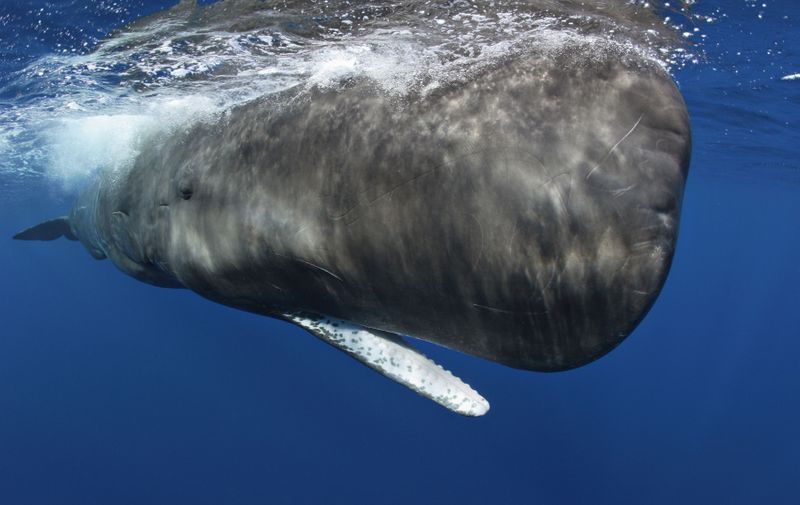 Sperm Whale (Physeter macrocephalus) portrait with open mouth, at the water surface, Dominica, Caribbean Sea