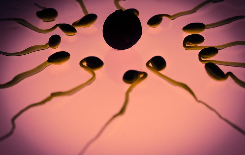 Egg Sperm Winner Fertilization Sex Cell