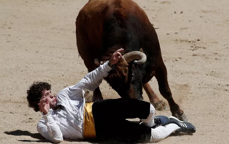 MADIRD, SPAIN - MAY 02: A matador performs a pass to a bull during the "Goyesca" bullfight at Las Ventas bullring in Madrid on May 02, 2016. Burak Akbulut / Anadolu Agency (Photo by BURAK AKBULUT / ANADOLU AGENCY / Anadolu via AFP)