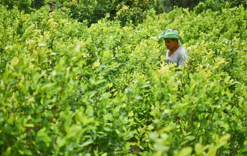 Diositeo Matitui, a 67-year-old coca grower, works in his coca field in a rural area of Policarpa, department of Narino, Colombia, on January 15, 2017. - The Colombian government and FARC guerrillas presented Friday an illicit crop substitution plan, established in the peace deal signed in November 2016, which sets a target of eradicating 50,000 hectares of coca in this country, the world's leading producer of cocaine, in 2017. (Photo by LUIS ROBAYO / AFP)