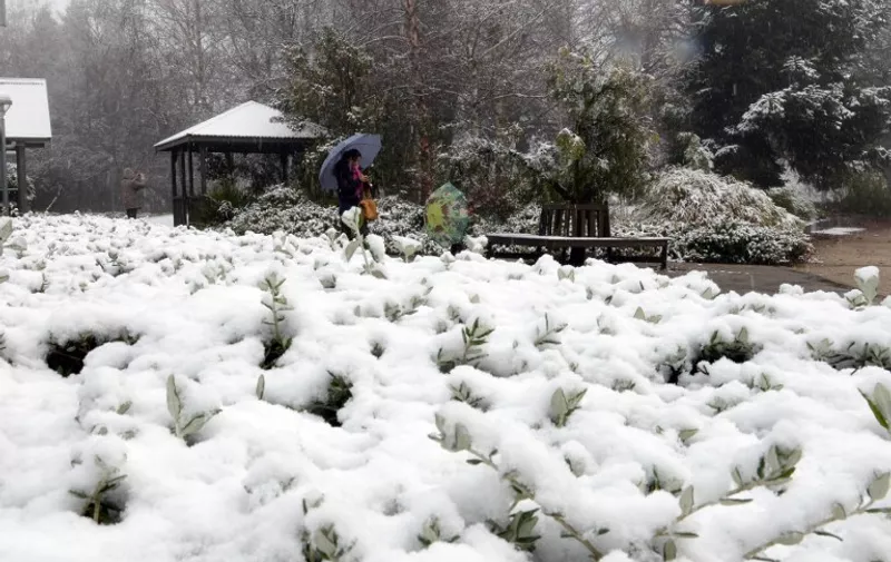 A woman walks in the Botanic Garden as snow falls in the New South Wales central west town of Orange early on July 16, 2015. This is the second time in a week the parts of New South Wales and other Central Tablelands towns received snowfall caused by a big drop in the temperature. AFP PHOTO / Saeed Khan