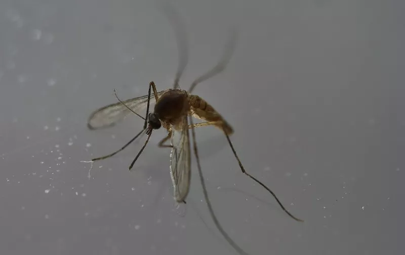 (FILES) This file photo taken on May 07, 2016 shows a mosquito in Mexico City on May 7, 2016. 
At least 2.6 billion people, over a third of the global population, live in parts of Africa, Asia and the Pacific where Zika could gain a new foothold, researchers warned on September 2, with 1.2 billion at risk in India alone. / AFP PHOTO / YURI CORTEZ