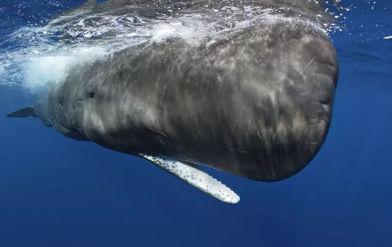 Sperm Whale (Physeter macrocephalus) portrait with open mouth, at the water surface, Dominica, Caribbean Sea