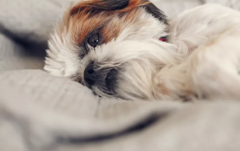 Image of cute shi tzu dog in the room. warm and cozy morning at home. Selective focus,Image: 645044376, License: Royalty-free, Restrictions: , Model Release: yes