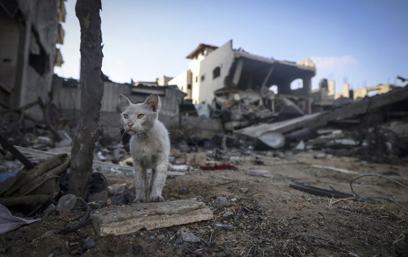 A dusty-faced cat walks in front of its owners house after it was bombed by an Israeli air strike in Gaza City on May 20, 2021. - Israel and the Palestinians are mired in their worst conflict in years as Israel pounds the Gaza Strip with air strikes and artillery, while Hamas militants fire rockets into the Jewish state. (Photo by MAHMUD HAMS / AFP)