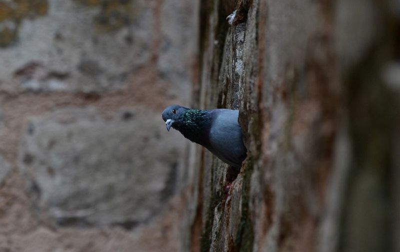A pigeon peeps out from its nest in the wall of the Ugrasen Ki Baoli or step-well in New Delhi on August 20, 2015.  AFP PHOTO / SAJJAD HUSSAIN / AFP PHOTO / SAJJAD HUSSAIN