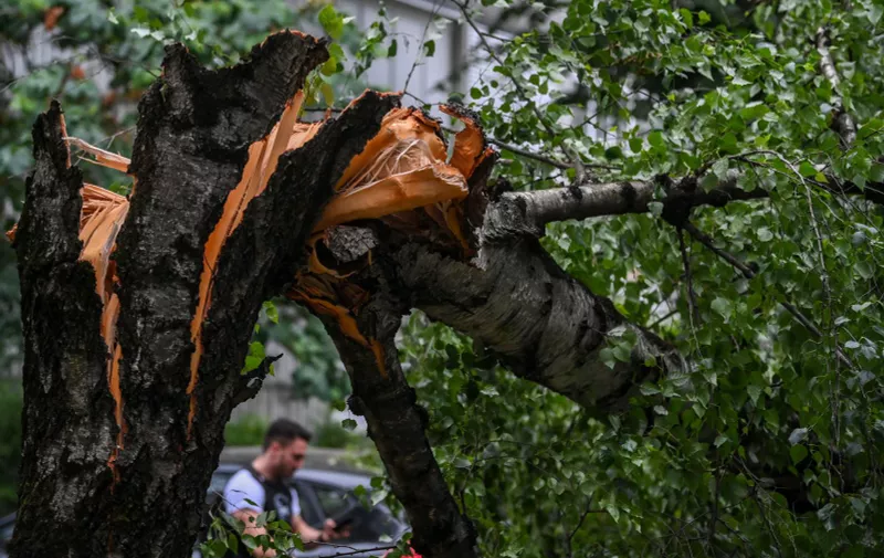 Olujni vjetar srušio  stablo. Igor Soban/PIXSELL