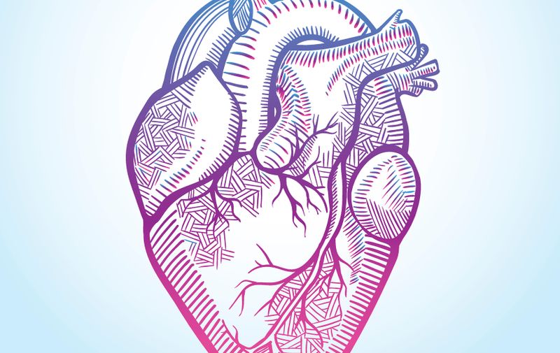 The human heart with the arteries, made in graphic style with bright purple-pink