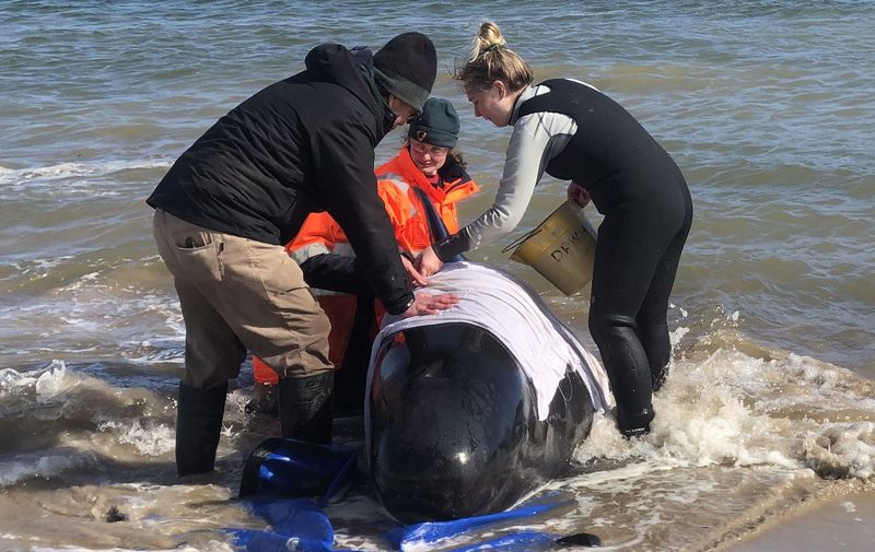 A handout photo taken on September 22, 2020 and received on September 23 from Tasmania Police shows people helping a whale in Macquarie Harbour on the rugged west coast of Tasmania, as hundreds of pilot whales have died in a mass stranding in southern Australia despite efforts to save them, with rescuers racing to free a few dozen survivors. (Photo by Handout / TASMANIA POLICE / AFP) / RESTRICTED TO EDITORIAL USE - MANDATORY CREDIT "AFP PHOTO / TASMANIA POLICE" - NO MARKETING - NO ADVERTISING CAMPAIGNS - DISTRIBUTED AS A SERVICE TO CLIENTS