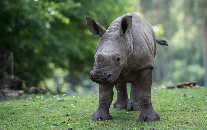 Four-months-old white rhinoceros baby "Tayo" inspects his outdoor enclosure at the Serengeti-Park animal park in Hodenhagen near Hanover, northern Germany, on June 20, 2017., Image: 338480643, License: Rights-managed, Restrictions: Germany OUT, Model Release: no, Credit line: Profimedia, AFP