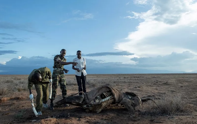 Kenya Wildlife Services (KWS) Ranger, Josphat Wangigi (C) gives directions at the Amboseli National Park on November 29, 2022 to members of his team as they process the scene, including retereiving the ivory tusks, where the carcass of a young elephant was discovered in an open dry savannah by a local game scout weeks after it succumbed to the effects of a ravaging drought. In southern Kenya's famed Amboseli National Park, flanked by the majestic Mount Kilimanjaro, the signs of the drought are everywhere.
The earth is dry and cracked, animal bones lie along the trails and emaciated trees with yellowing leaves bear witness to the impact of the worst drought in 40 years.
Its latest victim was just seven years old -- far shy of the species' usual life expectancy of six decades. (Photo by Tony KARUMBA / AFP)